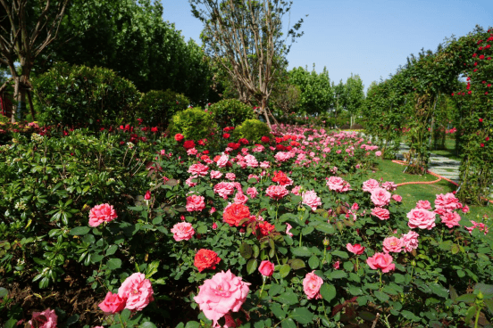 “香”约宛城|精细化管养绘画卷 共赴月季花开之约