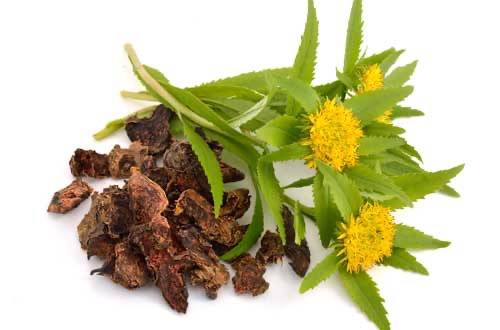 降血糖又抗炎，红景天为何被誉为糖尿病患者的新希望？