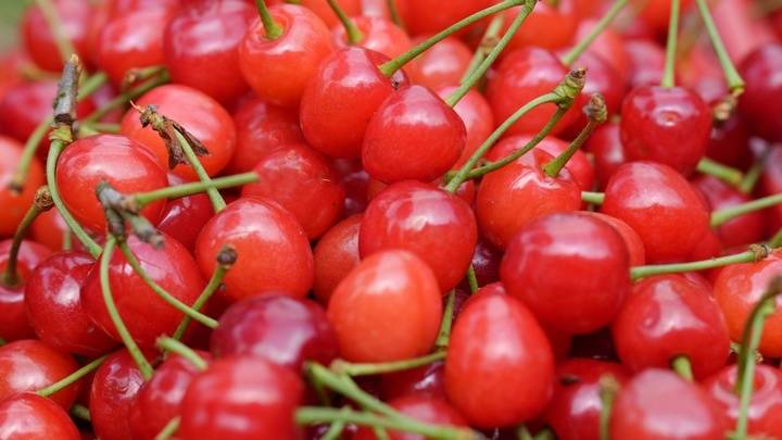 贵州剑河：玛瑙樱桃抢“鲜”上市 邀您解锁“樱桃自由”