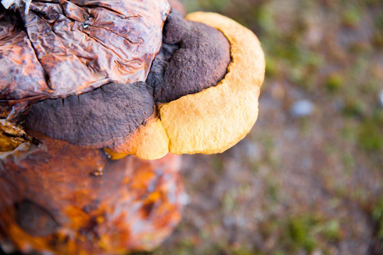 桑黄在胃癌治疗中的抗肿瘤作用研究