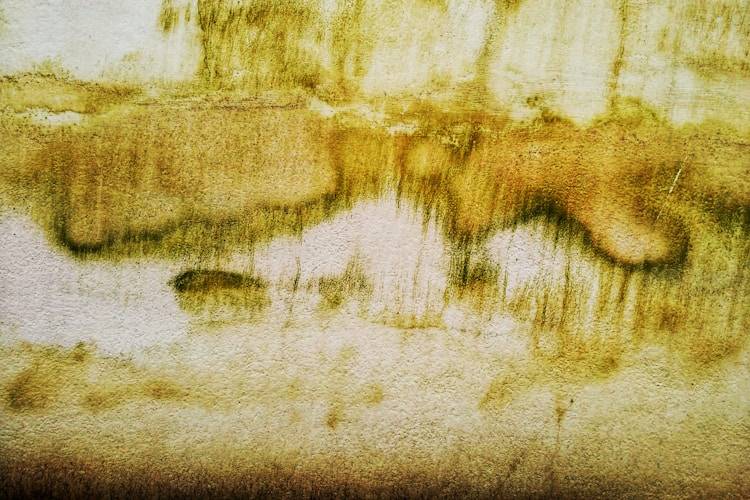 入夏后，三个豆子一起煮，祛湿气、健脾胃、助睡眠，现在喝正当时