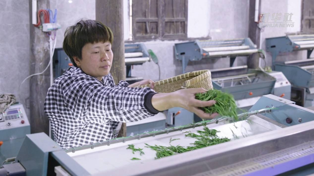 释放数据效能 助力茶叶丰收