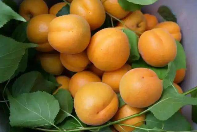 杏子大量上市！医生强调：杏子虽美味，但吃的时候要注意这4点