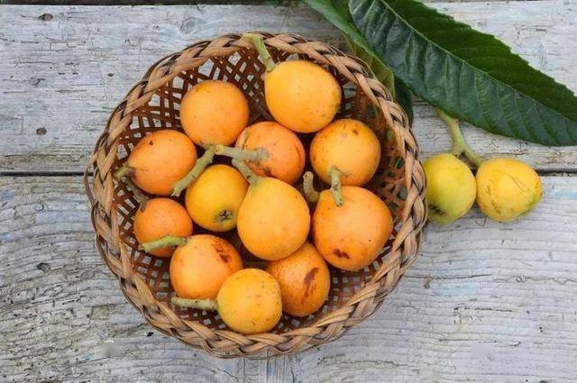 调查发现：经常吃枇杷的人，用不了多久，肺部或出现这几个变化！