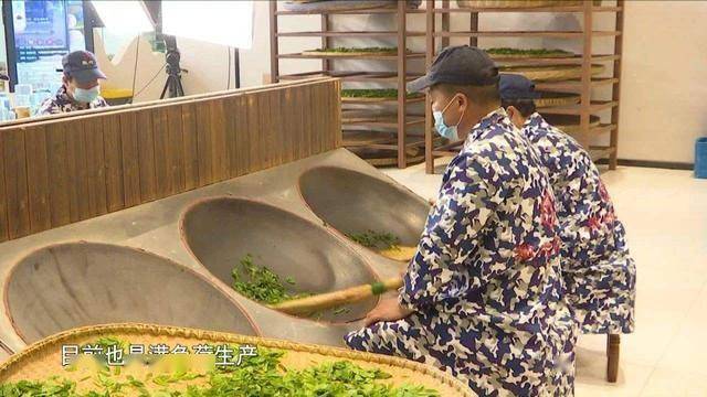 六安茶香寻密码，一叶铺就振兴路