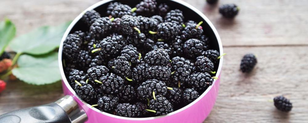 桑葚干究竟为何物？其泡水喝的功效有哪些？