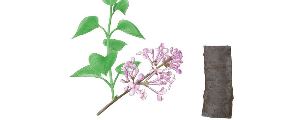 丁香泡水喝可缓解胃胀气并增强免疫力，好处多多