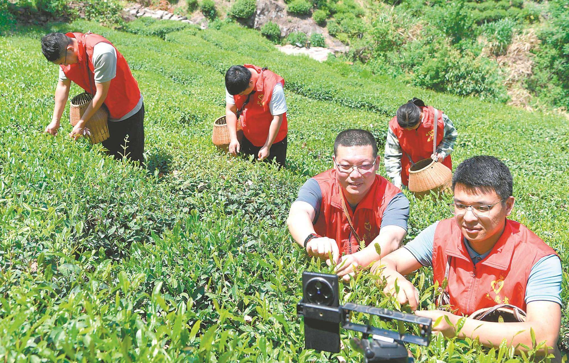 志愿者帮助茶农