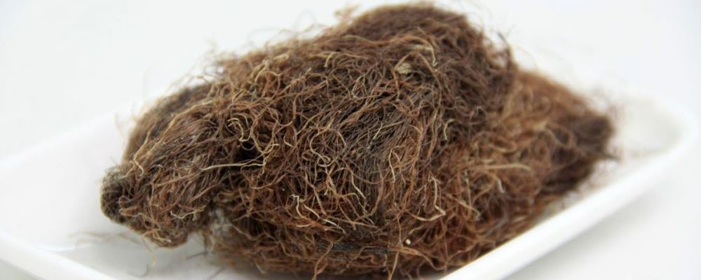 30 字左右符合 SEO 的新标题：玉米须泡水的功效与作用究竟有哪些？