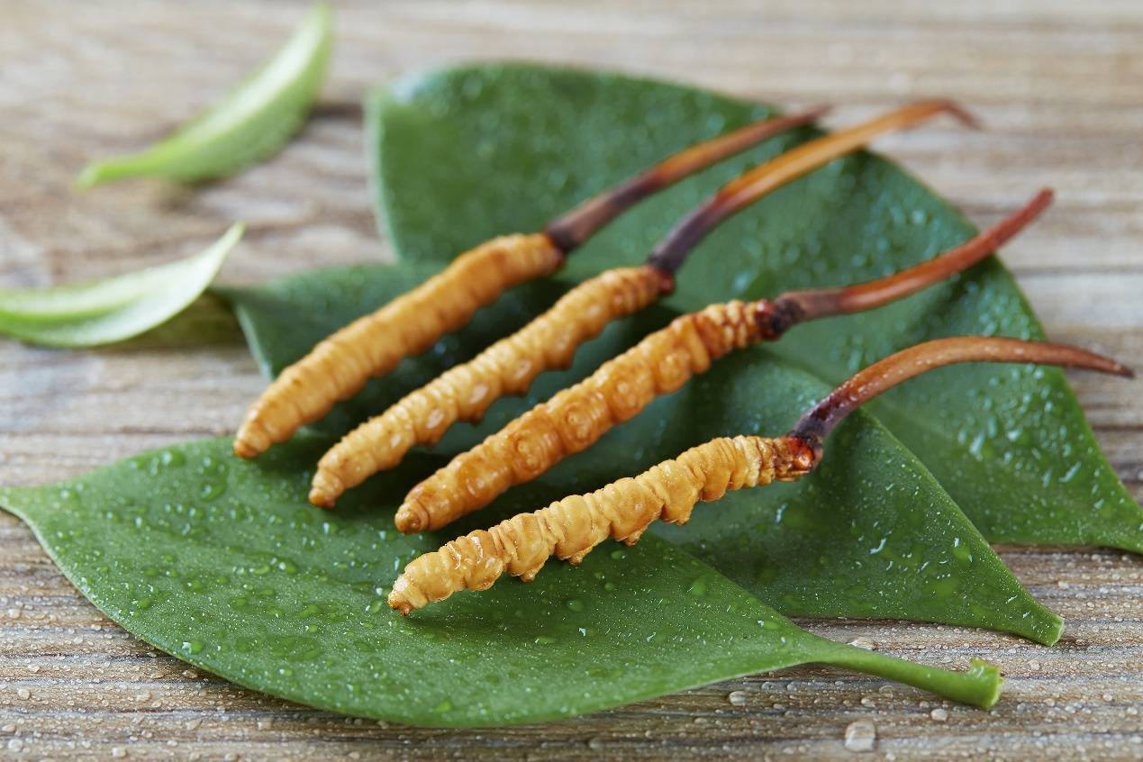 一文看懂：如何判断鲜冬虫夏草的新鲜程度！