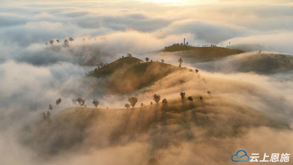 鹤峰：木耳山茶山之巅现震撼云海画卷