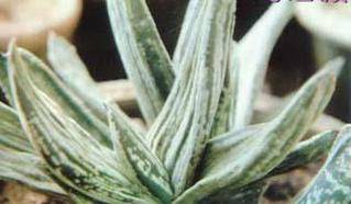 如何养护玛瑙殿，多肉植物的珍贵品种养护指南