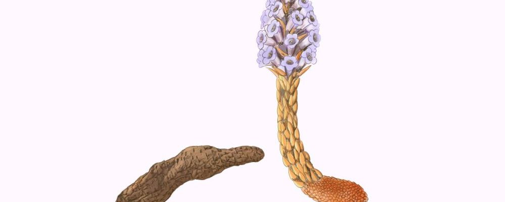 肉苁蓉泡水喝的正确方式及用量，速速来看！