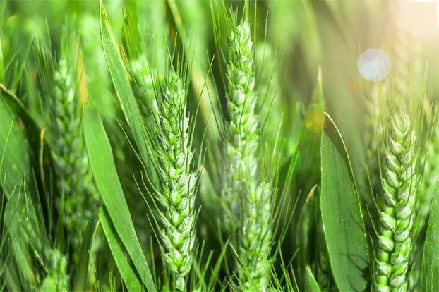 最爱垄头麦 迎风笑落红——小满节气中医养生