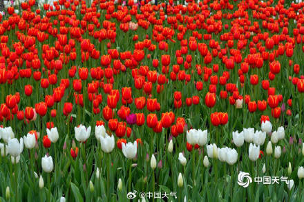 河南宝泉百万株郁金香绽放 美如油画