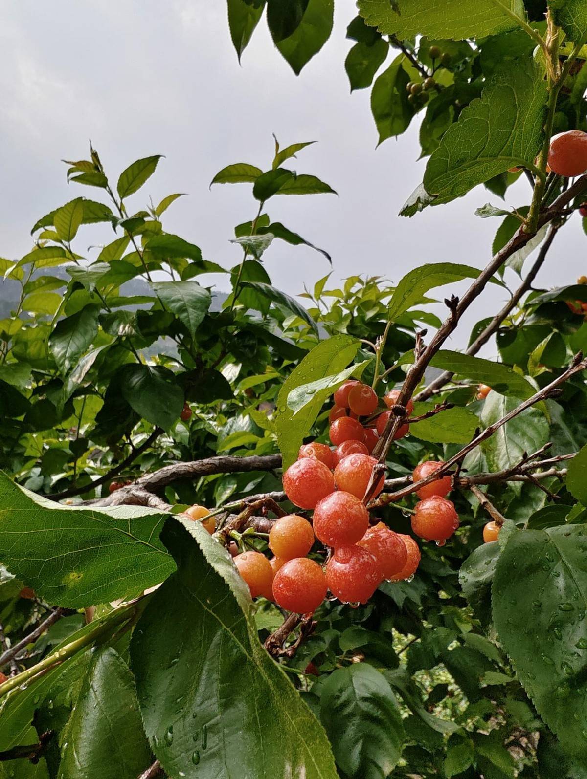 北纬26°的春日玛瑙，顺丰极速鲜护航米易小樱桃“鲜”达全国
