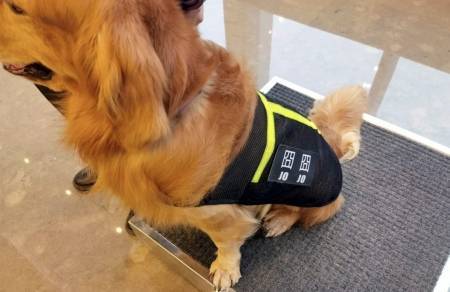 在成都IFS工作的狗狗“抑郁”了？