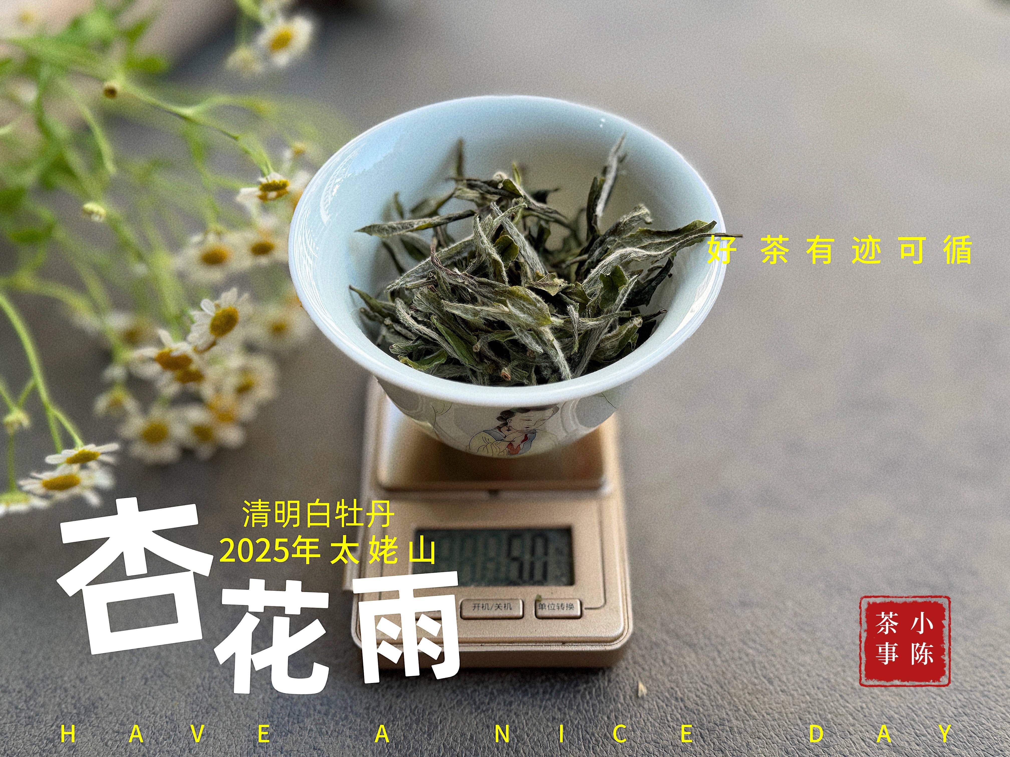原创            办公室用盖碗泡白茶怕被围观？快换这个方法，喝茶低调又自在！