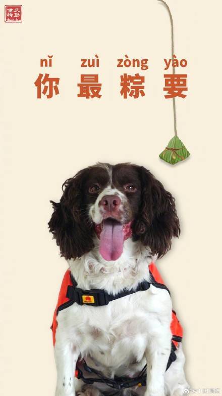 搜救犬端午限定粽系写真