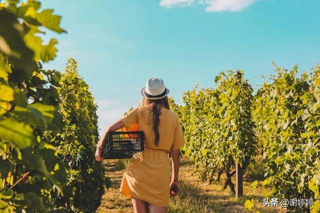 心理学上有个词叫：酸葡萄效应（为什么要远离嫉妒、贬低你的人）