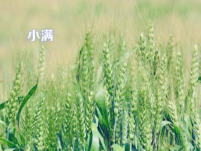 小满吃3宝，不往医院跑！记住这3样，健脾祛湿，扶阳养心身体好