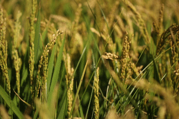 明日小满！一年中最热的日子来了，五不做、吃四样、忌三满，为健康看一眼！