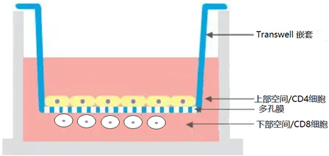 科普 | 为什么有些人感染艾滋病病毒却长期不发病？