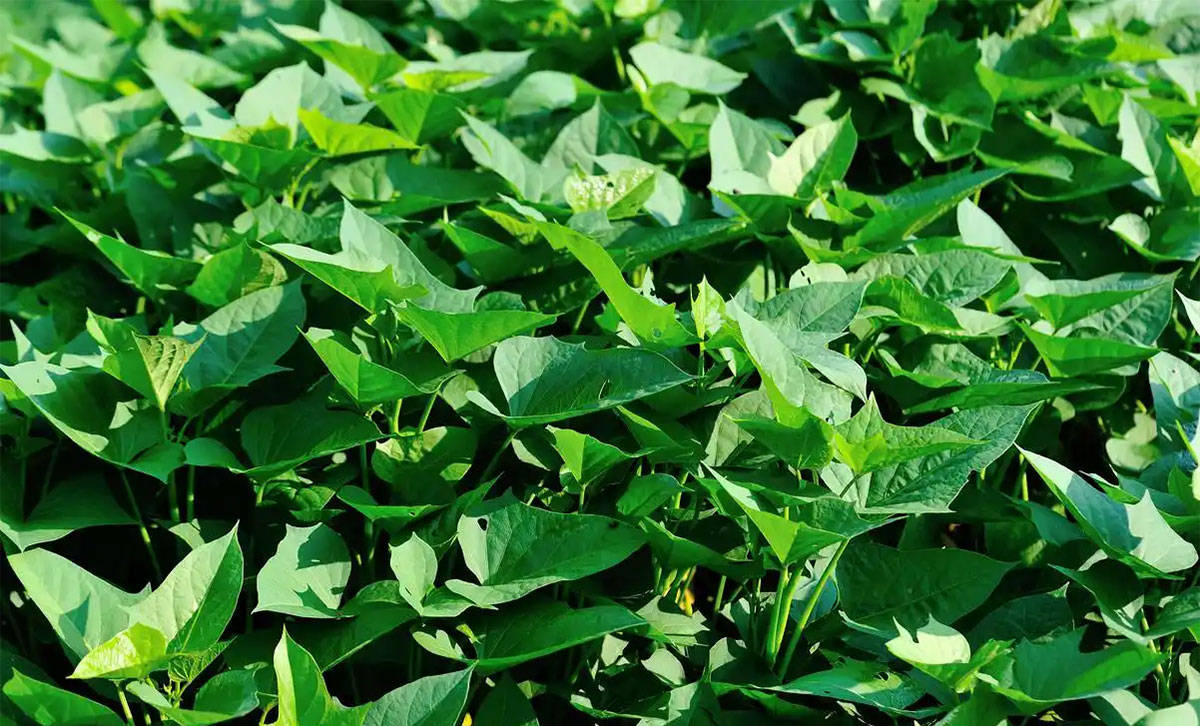 原创            一清热，二抗炎，三通便，四养心，天热使劲吃，随手一蒸特开胃