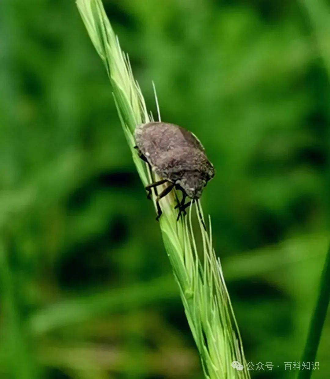 药食两用九香虫