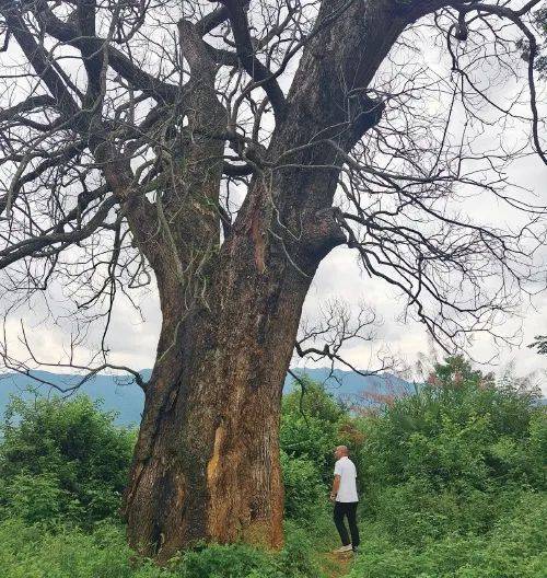 判了！四名男子钻孔灌注农药，毒死5棵百年古樟树