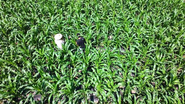 “身价”翻十倍！大理漾濞文玩小玉米撬动山区致富大产业