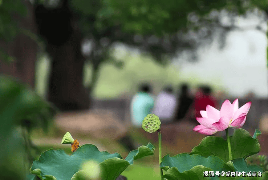 原创            进入暑天，要懂得忌嘴，牢记“食1肉忌2样吃3菜”，为入伏做准备！
