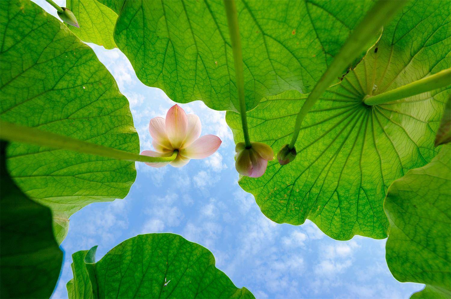 不要片面强调“吃苦”！中医提醒夏至养生两误区