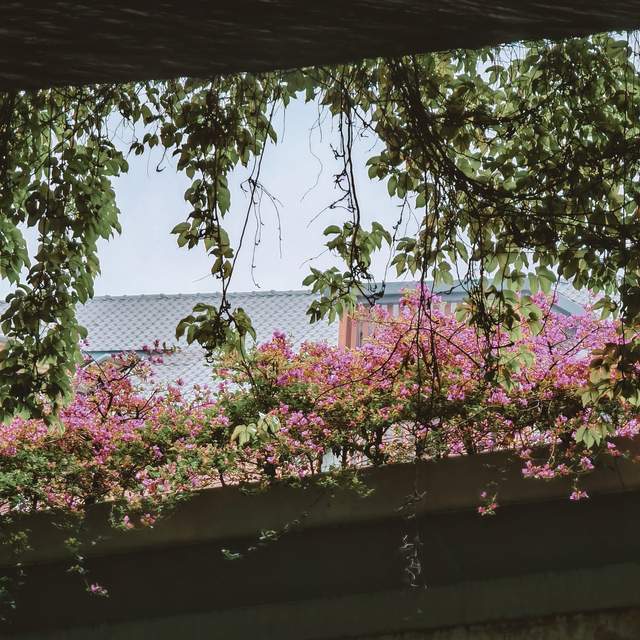 夏至已至，阳极阴生：中医智慧里的节气养生之道