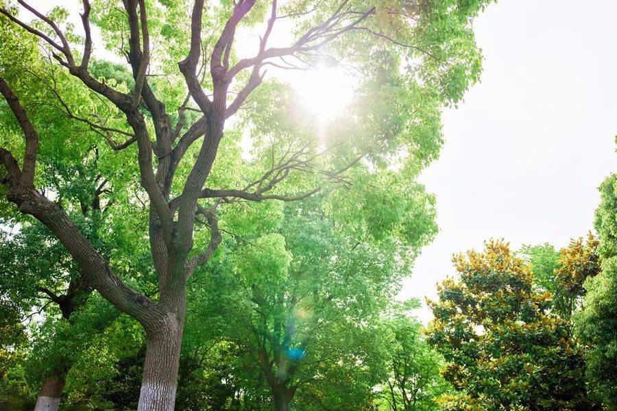 【健康养生】芒种后，祛湿三豆、清补三肉、时令三果，吃起来