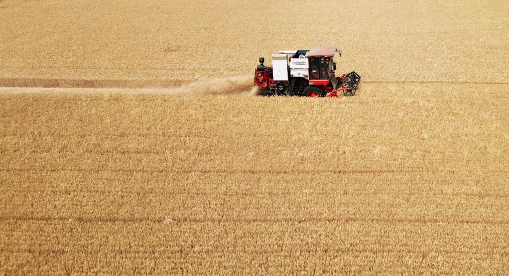田间好“丰”景 夏收正当时