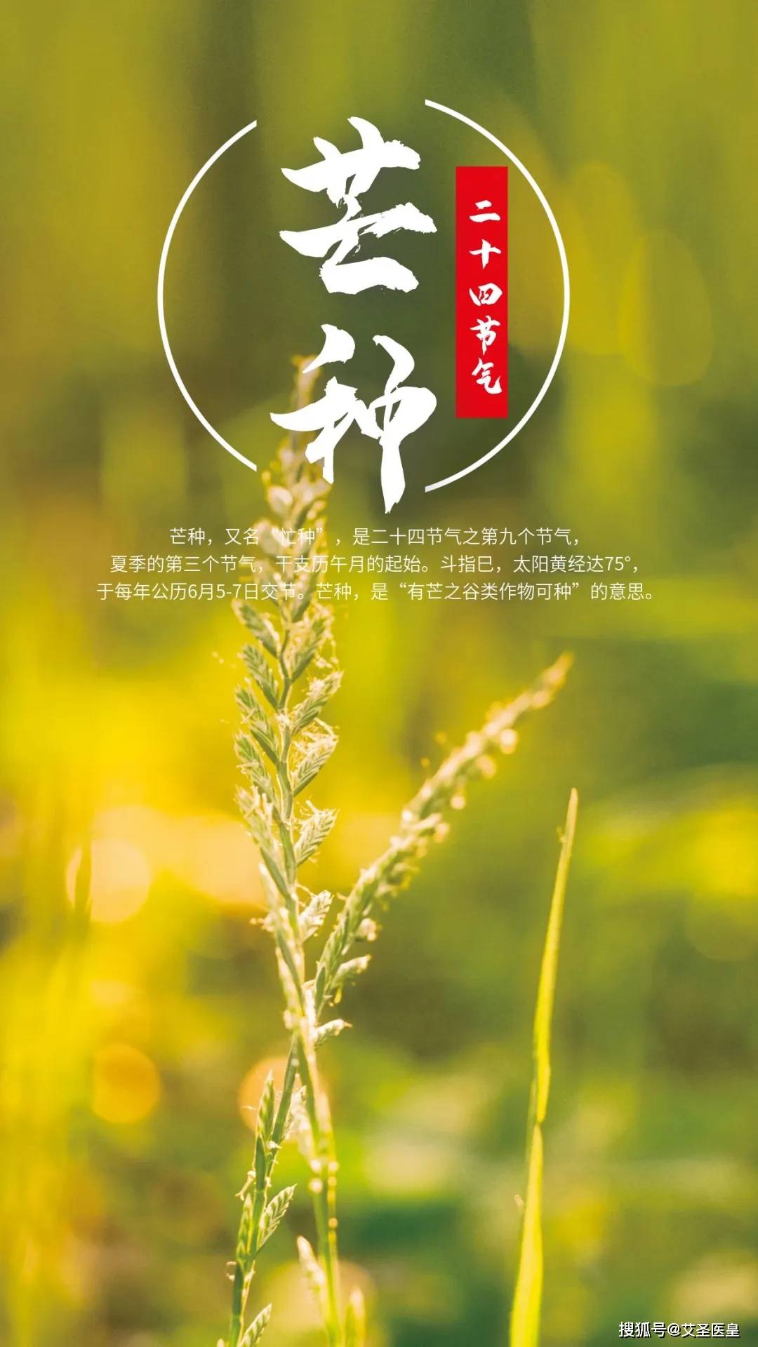 《养生知时节》—芒种养生