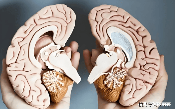 大脑半球离断术，适合哪些癫痫患者？