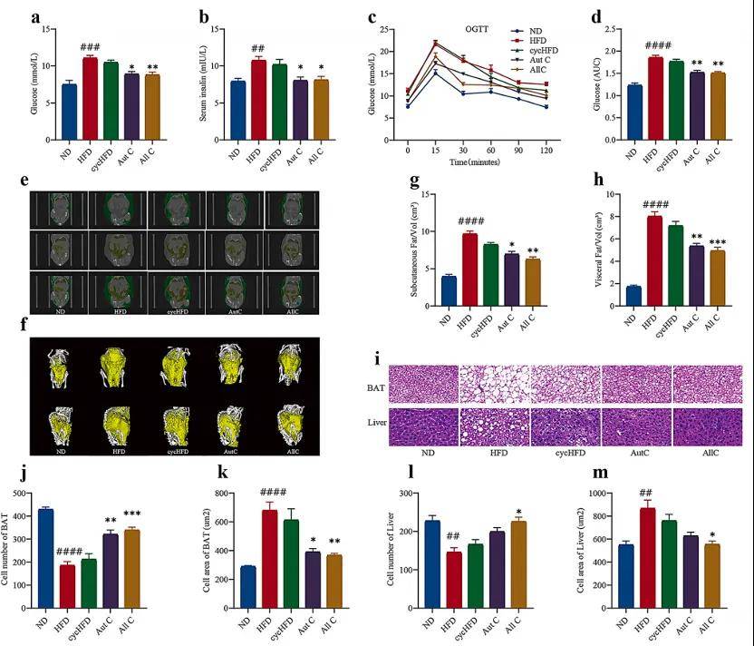 【硬科普】破解减肥反弹密码：FMT调节“肠-肝轴” 为减肥带来新希望
