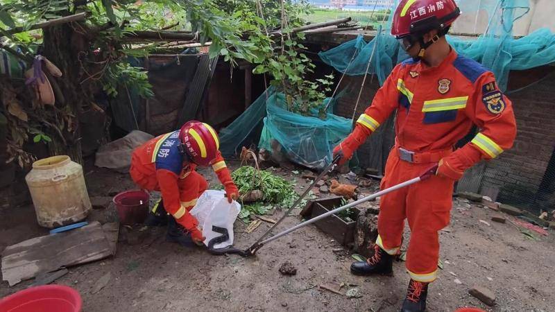 江西九江：消防员成功捕获“潜伏”在鸡舍的眼镜蛇