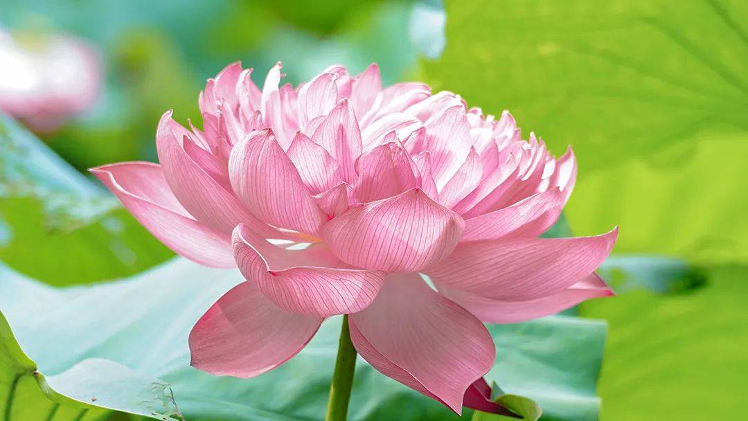 节气养生智慧 | 芒种养生正当时：从茶饮到菜肴的全龄养护攻略