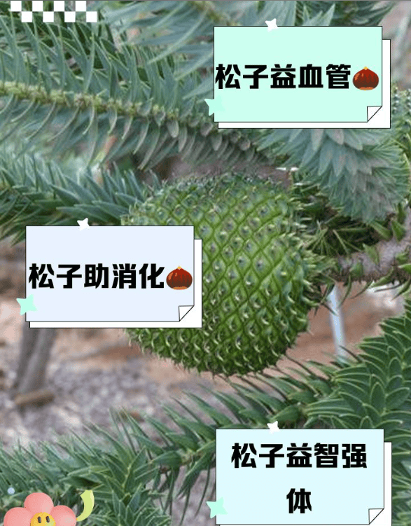 吃巴拉那松子对身体有什么好处？