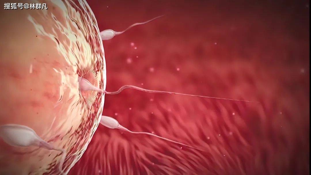 林群凡主任分享：如何快、准、狠的怀上一个孩子？