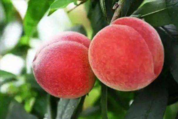 桃子是胰岛素“负担”？医生建议：糖尿病人，这4种水果尽量少吃