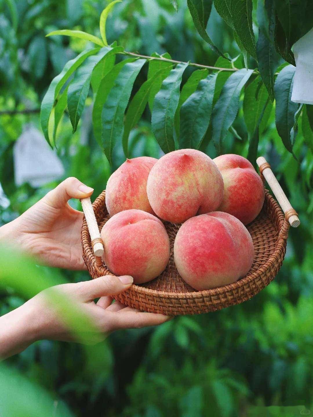 原创            桃子的“死对头”，医生提醒：二者万不可同吃，吃桃子禁忌要牢记