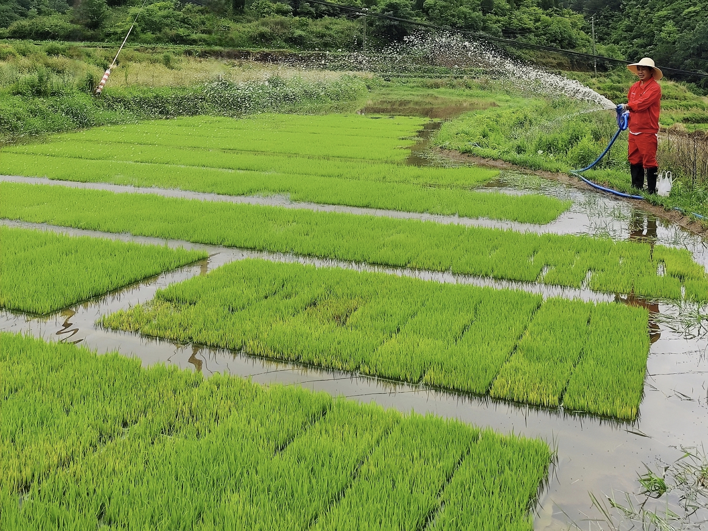 抢抓农时插秧苗