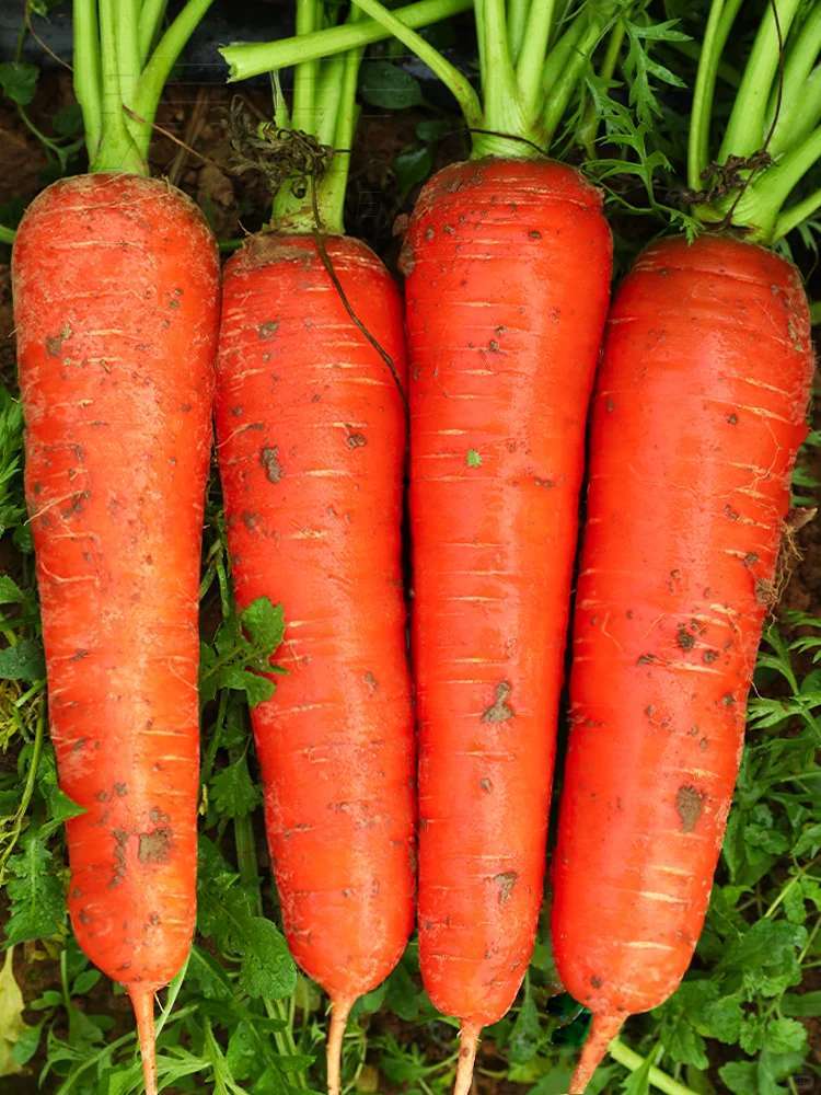 原创            眼睛疲劳期，这5种护眼蔬菜常吃，保护视力，眼睛舒适