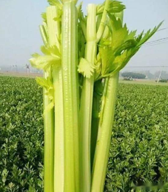 原创            “菜中泻药”被发现，隔天吃一次，清肠刮油排宿便，瘦出小蛮腰！