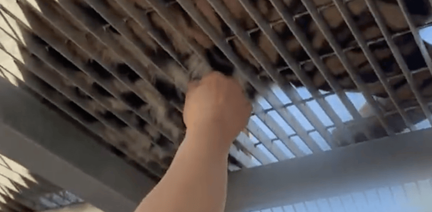 大连多名游客隔铁网薅虎毛！宣称镇宅避邪，园方：看个人素质