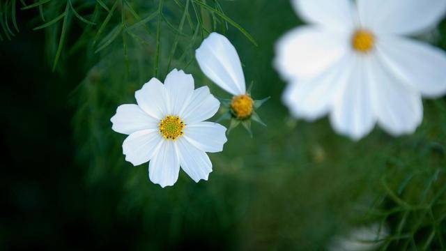 男人主动暴露脆弱，不是爱，而是别有用心，真正的爱应该如此判断